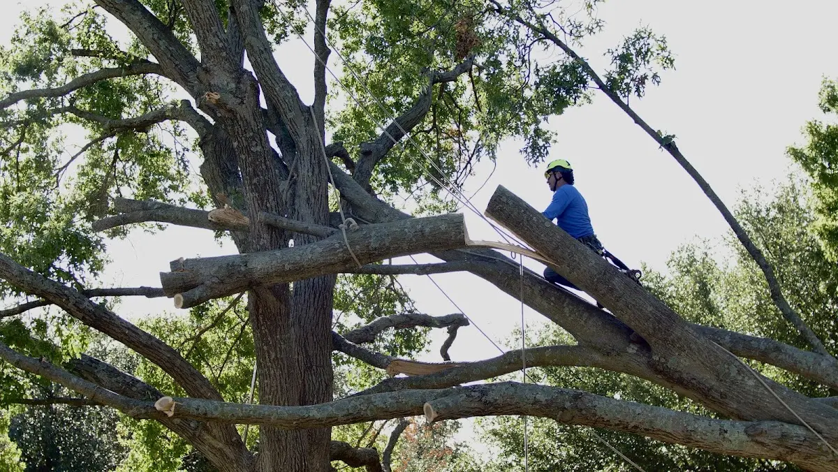 Professional Crown Thinning performed by certified arborists in Dundalk
