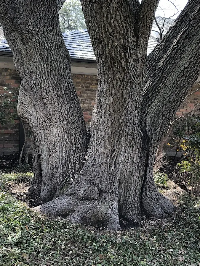 Mature heritage tree close to a Dundalk property cared for by certified arborists